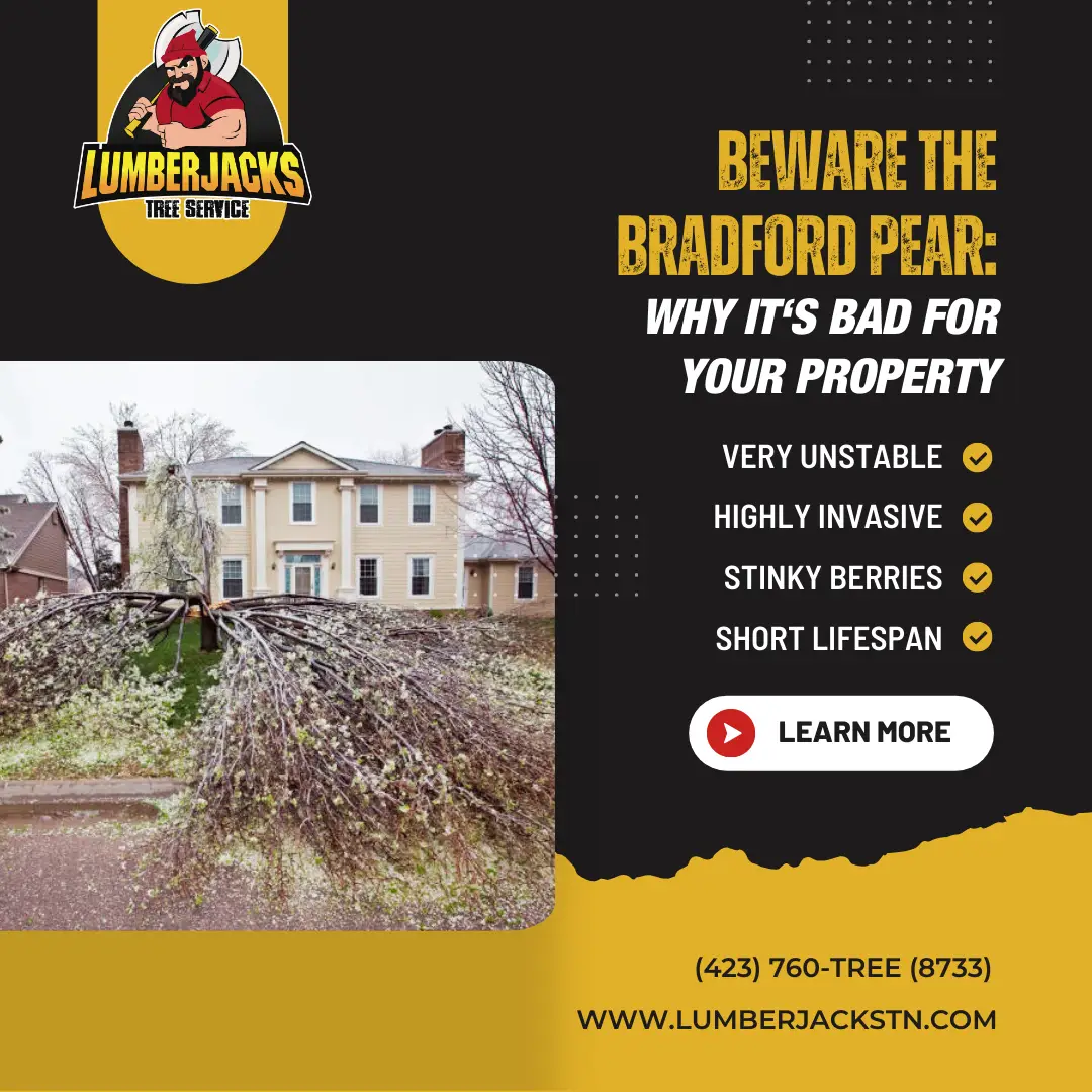 Fallen Bradford Pear tree with sprawling branches in front of a house, demonstrating unstable tree conditions and property hazards for homeowners