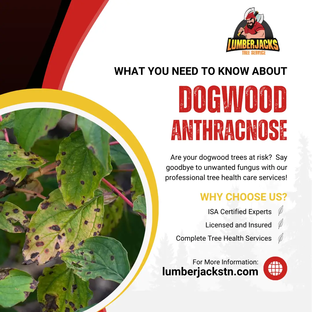 Close-up of dogwood tree leaves with anthracnose fungal disease showing dark spots, discoloration, and leaf damage