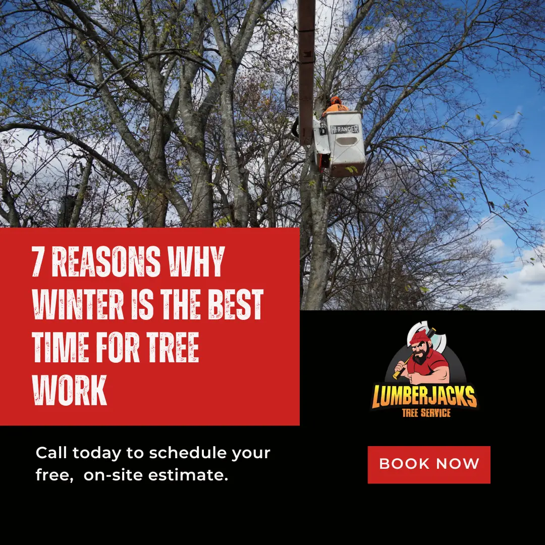 Tree service worker in Hi-Ranger bucket truck performing winter tree maintenance on large tree with bare branches