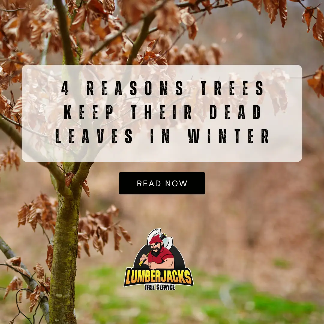 Tree with brown dead leaves clinging to branches in winter, illustrating foliage retention for tree service and seasonal care