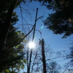Certified arborist performing tree trimming on tall tree with climbing gear against clear blue sky