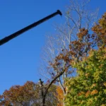 Tree removal specialist using crane to safely cut and remove large tree branches under clear blue sky