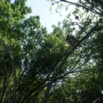 Certified arborist performing tree trimming on a large mature tree with safety harness and equipment