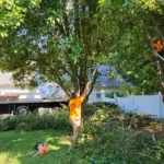 Tree service workers trimming a large tree with chainsaws; one worker on the ground holding branches, another worker in a bucket truck, surrounded by trimmed branches and a residential backyard with house and fence