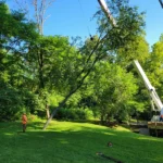 Tree removal service using crane lift to safely remove large tree in residential yard with workers in orange safety vests