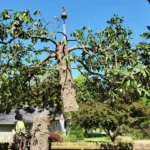 Certified arborist overseeing residential tree removal using crane to lift large tree trunk