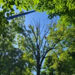Arborist trimming a large tree using a crane lift, surrounded by lush green foliage under a clear blue sky
