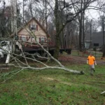Professional tree removal service workers cutting a large fallen tree with a chainsaw on a residential property, featuring a service truck and home in the background