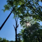 Certified arborist performing tree trimming using crane for safe access in sunny outdoor environment, showcasing professional tree service expertise