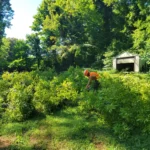 Tree service worker in orange safety gear trimming overgrown branches in a lush backyard with a shed