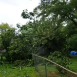 Fallen tree in residential backyard after storm damage requiring professional tree removal service