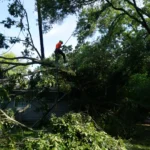 Certified arborist performing tree removal on large fallen branch near residential home with safety harness and ropes
