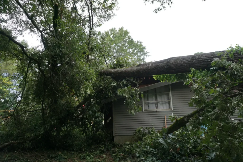 Large fallen tree resting on gray house roof, illustrating storm damage requiring professional tree removal services