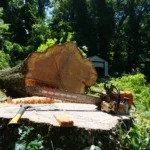 Chainsaw and axe resting on tree stump during professional tree removal service with felled tree trunk and green forest background
