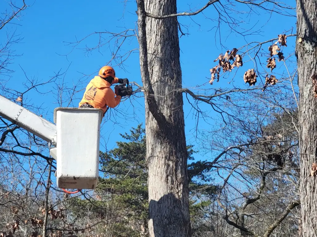 Chattanooga Tree Trimming Service | Lumberjacks Tree Service