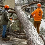 Two tree service workers using chainsaws to remove a large fallen tree in a residential area